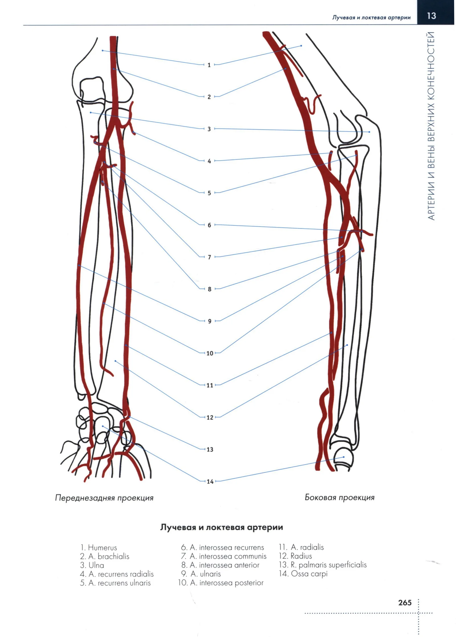 Переднезадняя проекция