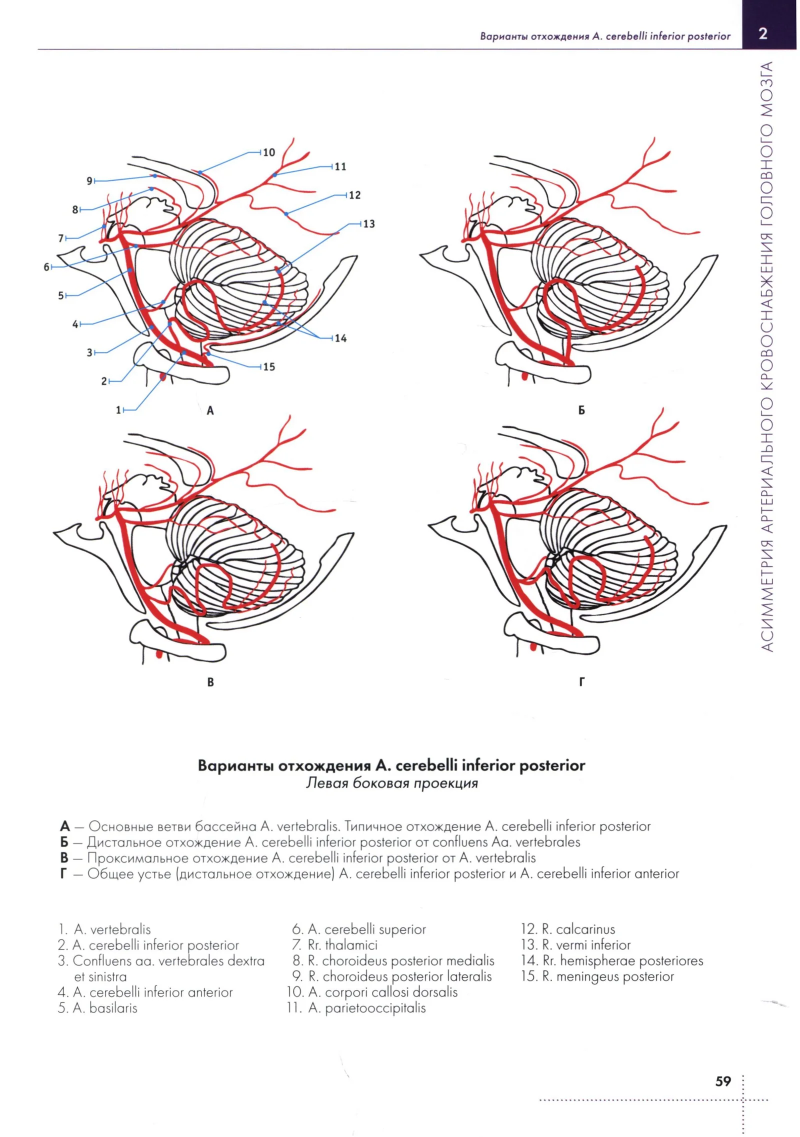 Варианты отхождения А. cerebelli inferior posterior