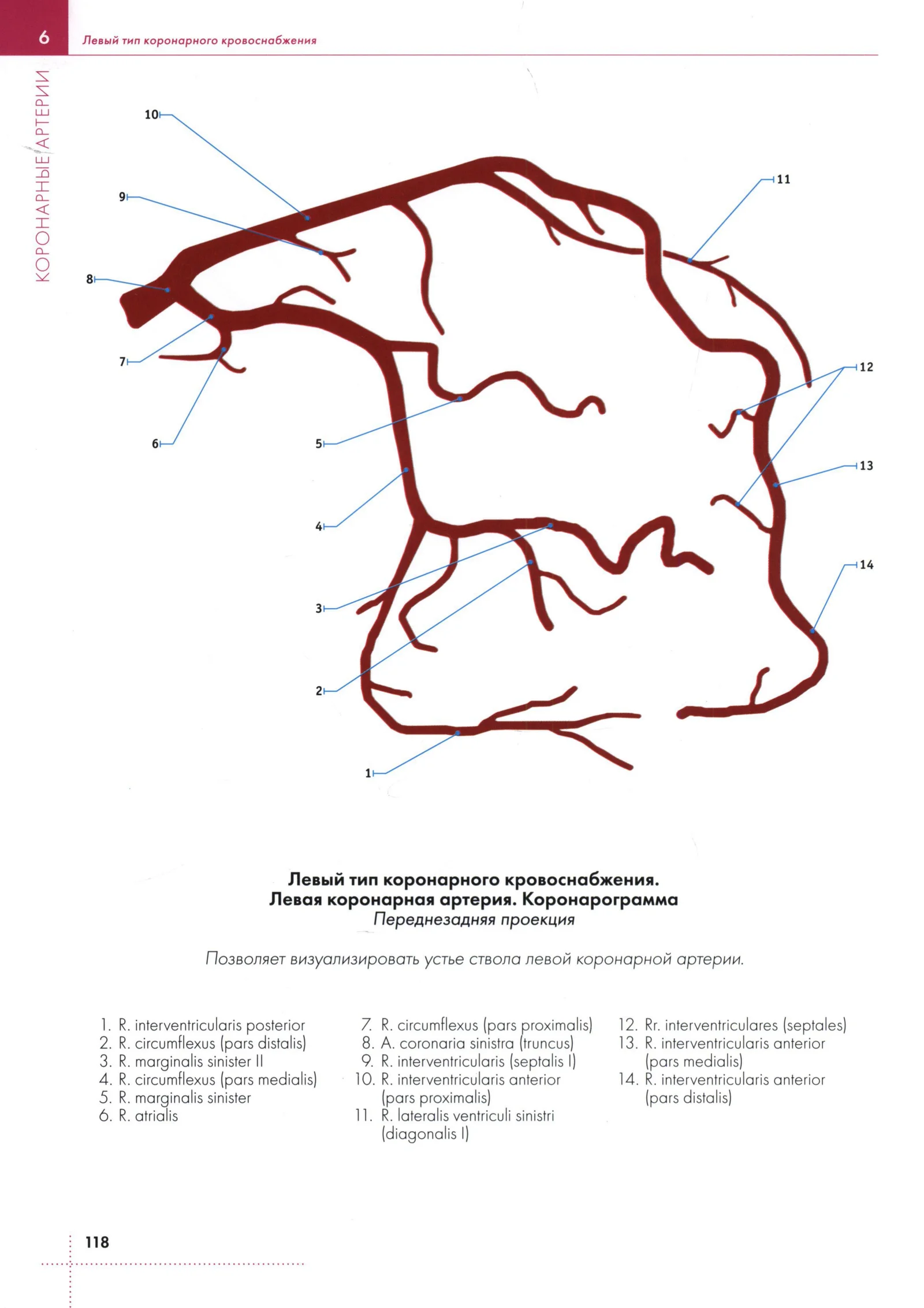 Левый тип коронарного кровоснабжения.