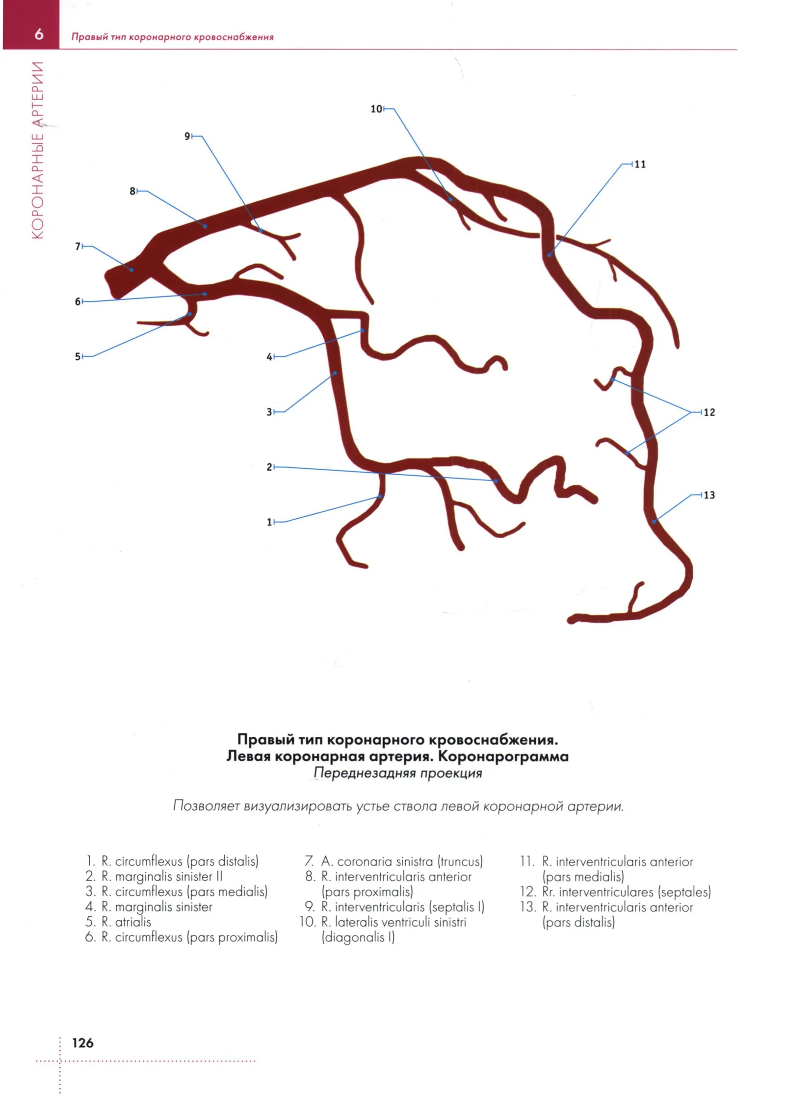 Правый тип коронарного кровоснабжения.